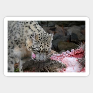 Snow Leopard's Lunch Sticker